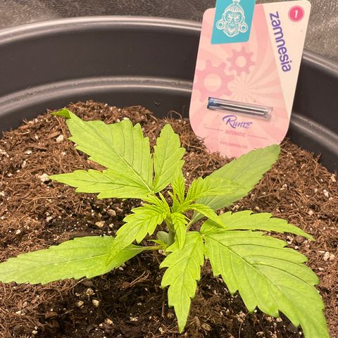 Runtz Auto growlog timeline photo