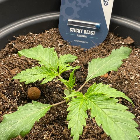 Sticky Beast Automatic growlog timeline photo