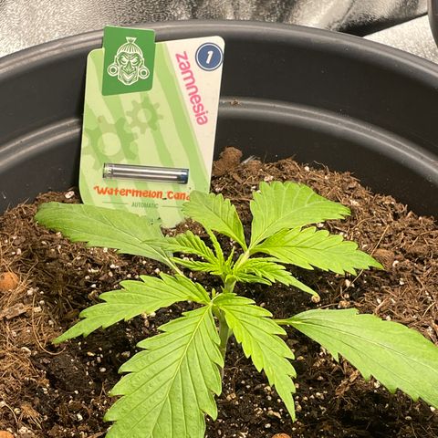 Watermelon candy  growlog timeline photo