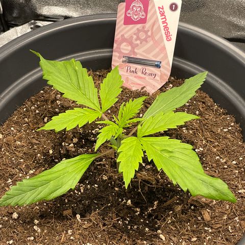 Pink Rozay growlog timeline photo