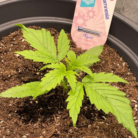 Runtz Auto growlog timeline photo