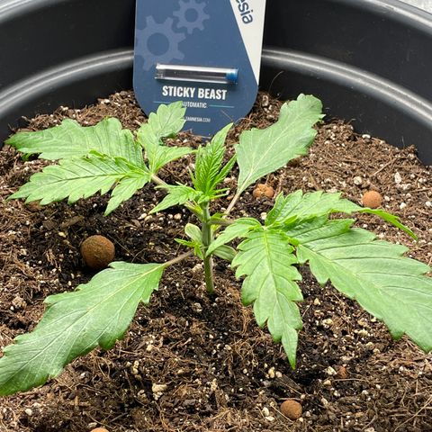 Sticky Beast Automatic growlog timeline photo