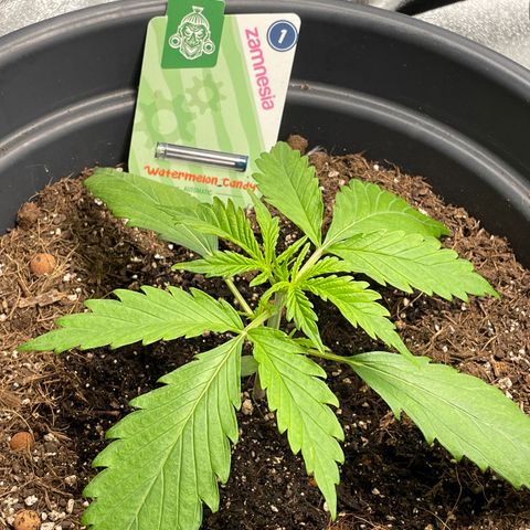 Watermelon candy  growlog timeline photo