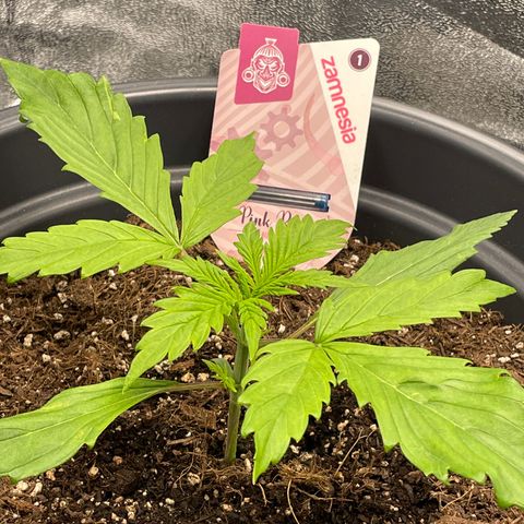 Pink Rozay growlog timeline photo