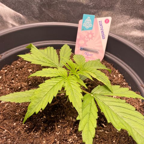 Runtz Auto growlog timeline photo