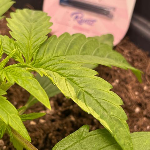 Runtz Auto growlog timeline photo