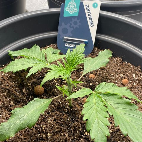 Sticky Beast Automatic growlog timeline photo