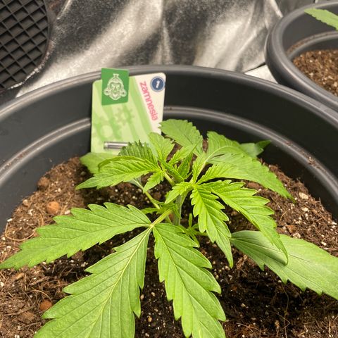 Watermelon candy  growlog timeline photo