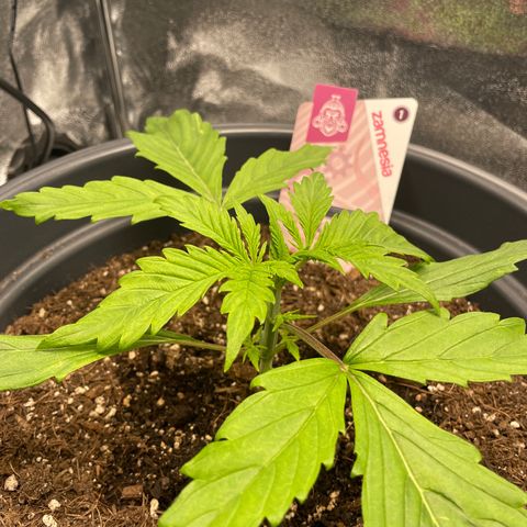 Pink Rozay growlog timeline photo