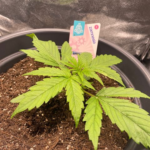Runtz Auto growlog timeline photo