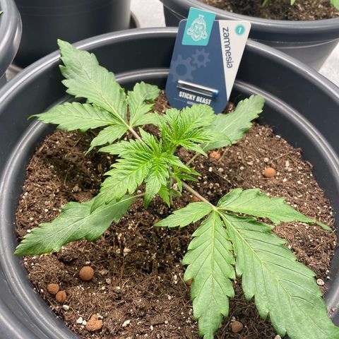 Sticky Beast Automatic growlog timeline photo
