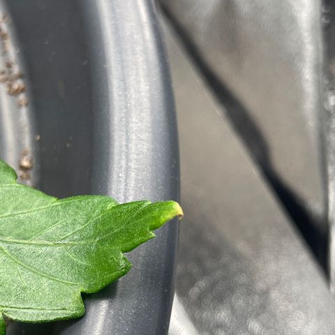 Sticky Beast Automatic growlog timeline photo