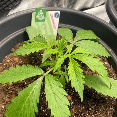 Watermelon candy  growlog timeline photo