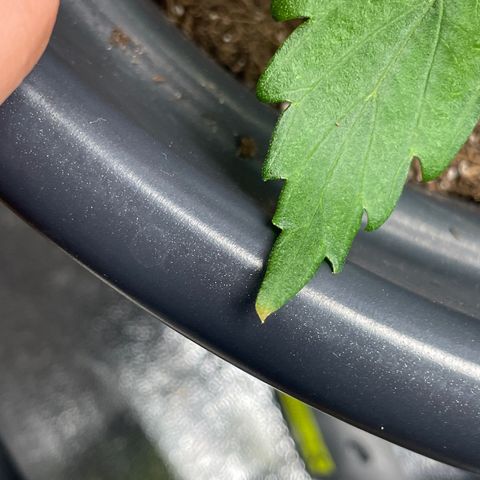 Watermelon candy  growlog photo: Brûlure du a l’excès d’engrais 