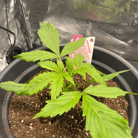 Pink Rozay growlog timeline photo