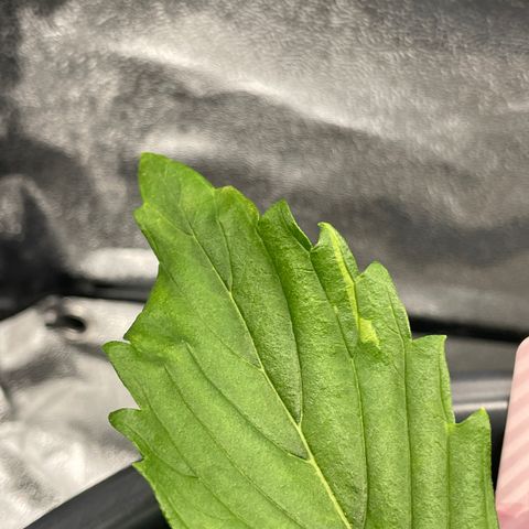Pink Rozay growlog photo: Malformations 