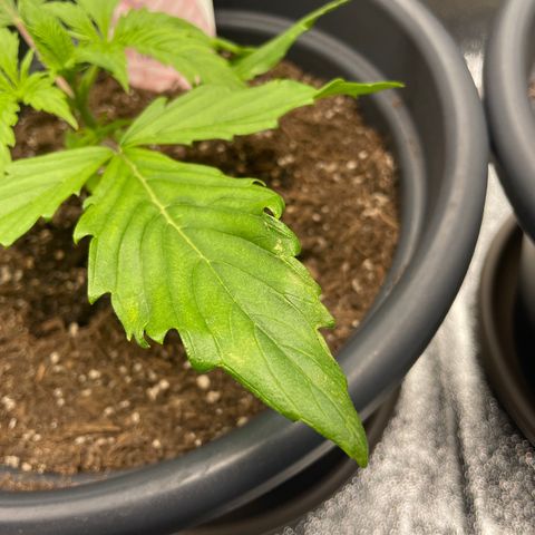 Pink Rozay growlog photo: Malformations 