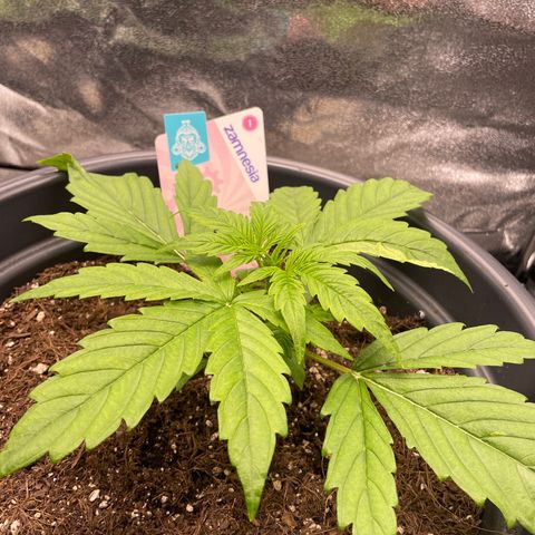 Runtz Auto growlog timeline photo