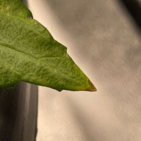 Runtz Auto growlog timeline photo