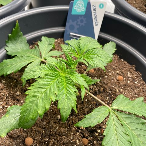 Sticky Beast Automatic growlog timeline photo