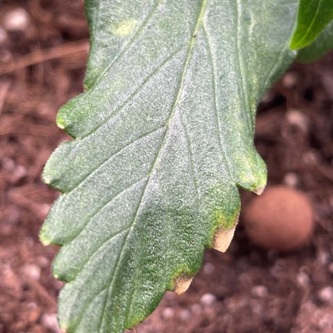 Sticky Beast Automatic growlog timeline photo