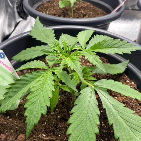 Watermelon candy  growlog timeline photo
