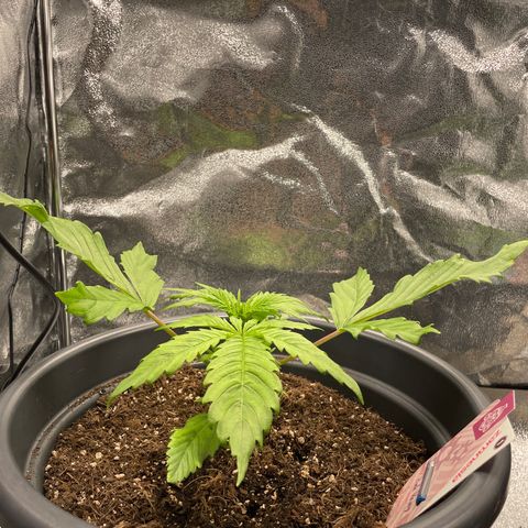 Pink Rozay growlog timeline photo