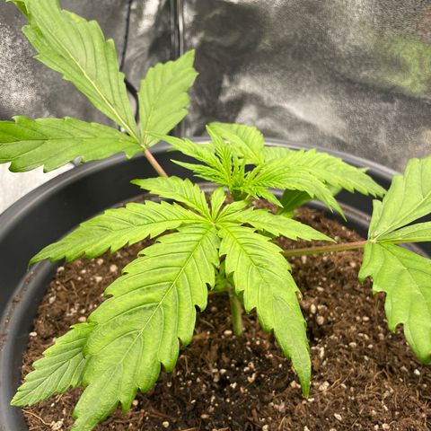 Pink Rozay growlog timeline photo