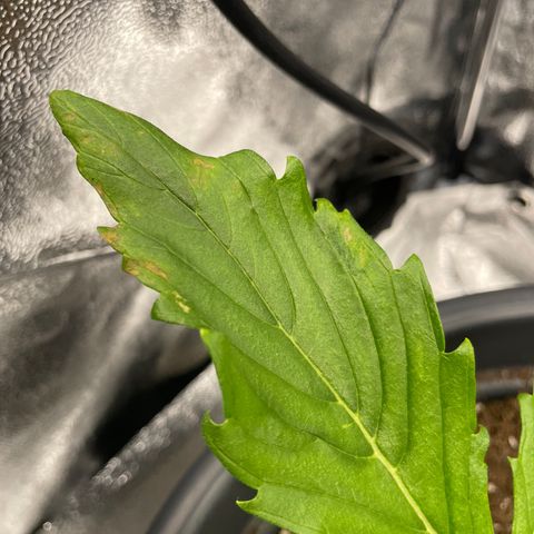 Pink Rozay growlog timeline photo
