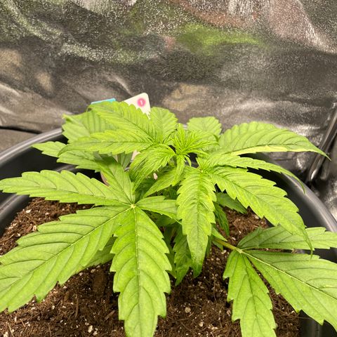 Runtz Auto growlog timeline photo