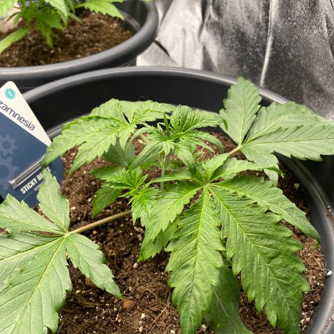 Sticky Beast Automatic growlog timeline photo