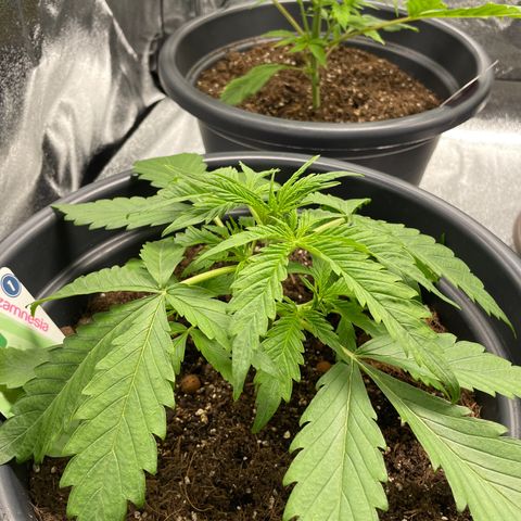 Watermelon candy  growlog timeline photo