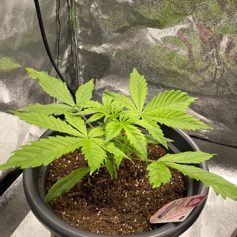 Pink Rozay growlog timeline photo