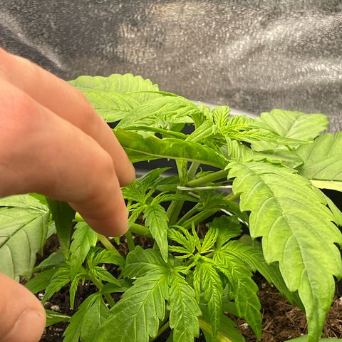 Runtz Auto growlog timeline photo