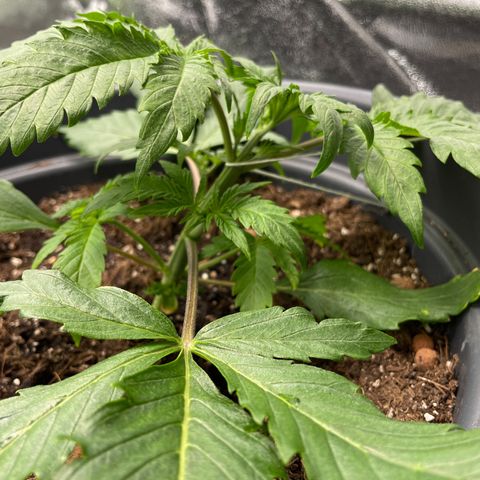 Sticky Beast Automatic growlog timeline photo