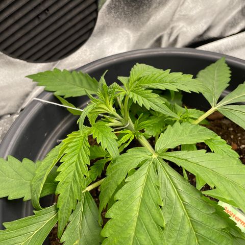 Watermelon candy  growlog timeline photo