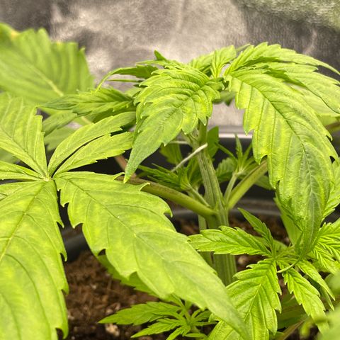 Pink Rozay growlog timeline photo