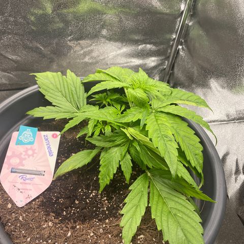 Runtz Auto growlog timeline photo