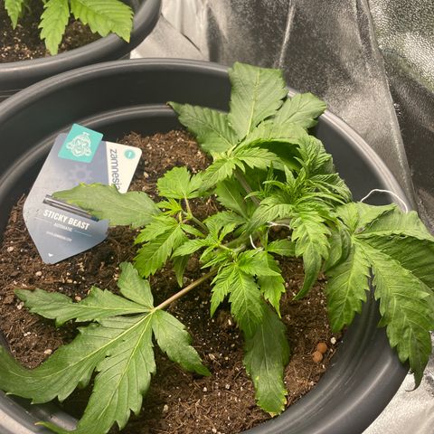 Sticky Beast Automatic growlog timeline photo