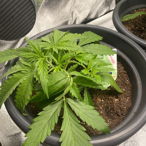 Watermelon candy  growlog timeline photo