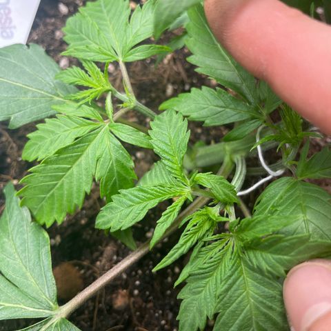 Sticky Beast Automatic growlog timeline photo