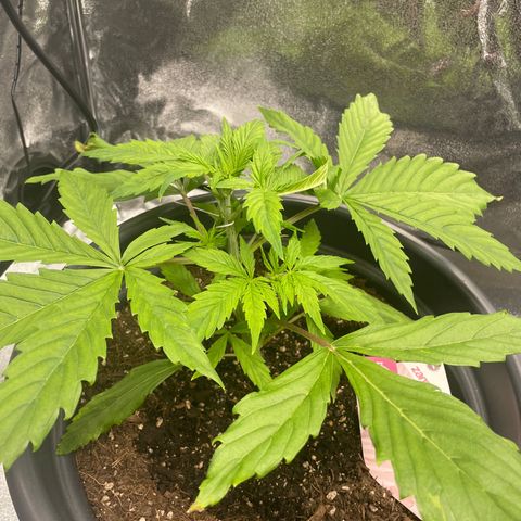 Pink Rozay growlog timeline photo