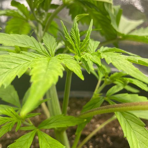 Pink Rozay growlog timeline photo