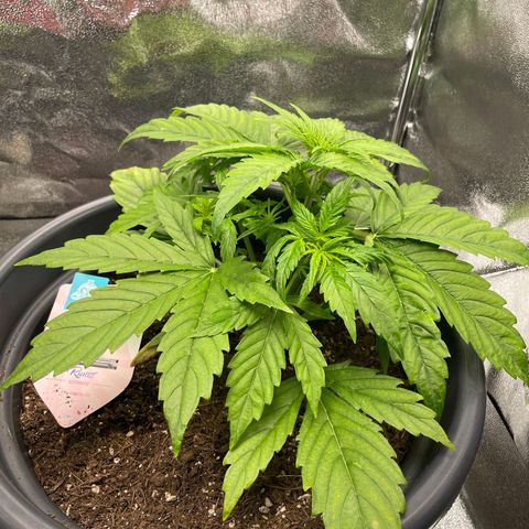 Runtz Auto growlog timeline photo