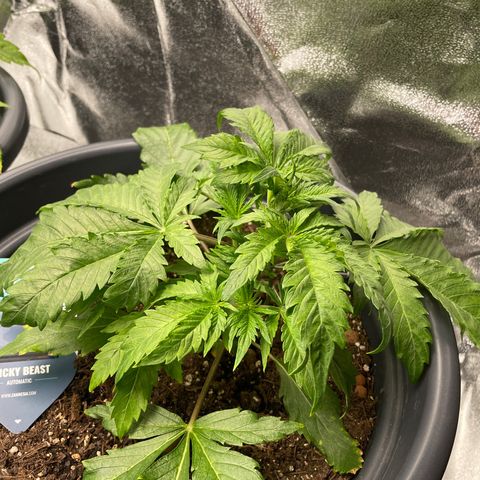 Sticky Beast Automatic growlog timeline photo