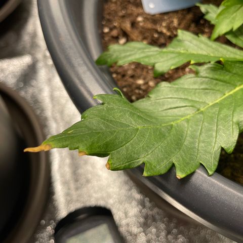 Sticky Beast Automatic growlog timeline photo