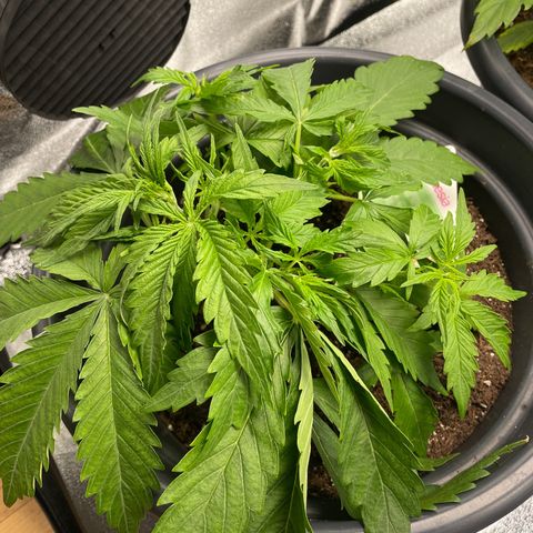 Watermelon candy  growlog timeline photo