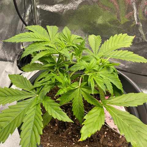Pink Rozay growlog timeline photo
