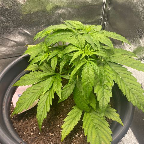 Runtz Auto growlog timeline photo