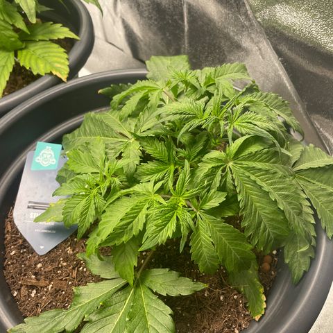 Sticky Beast Automatic growlog timeline photo